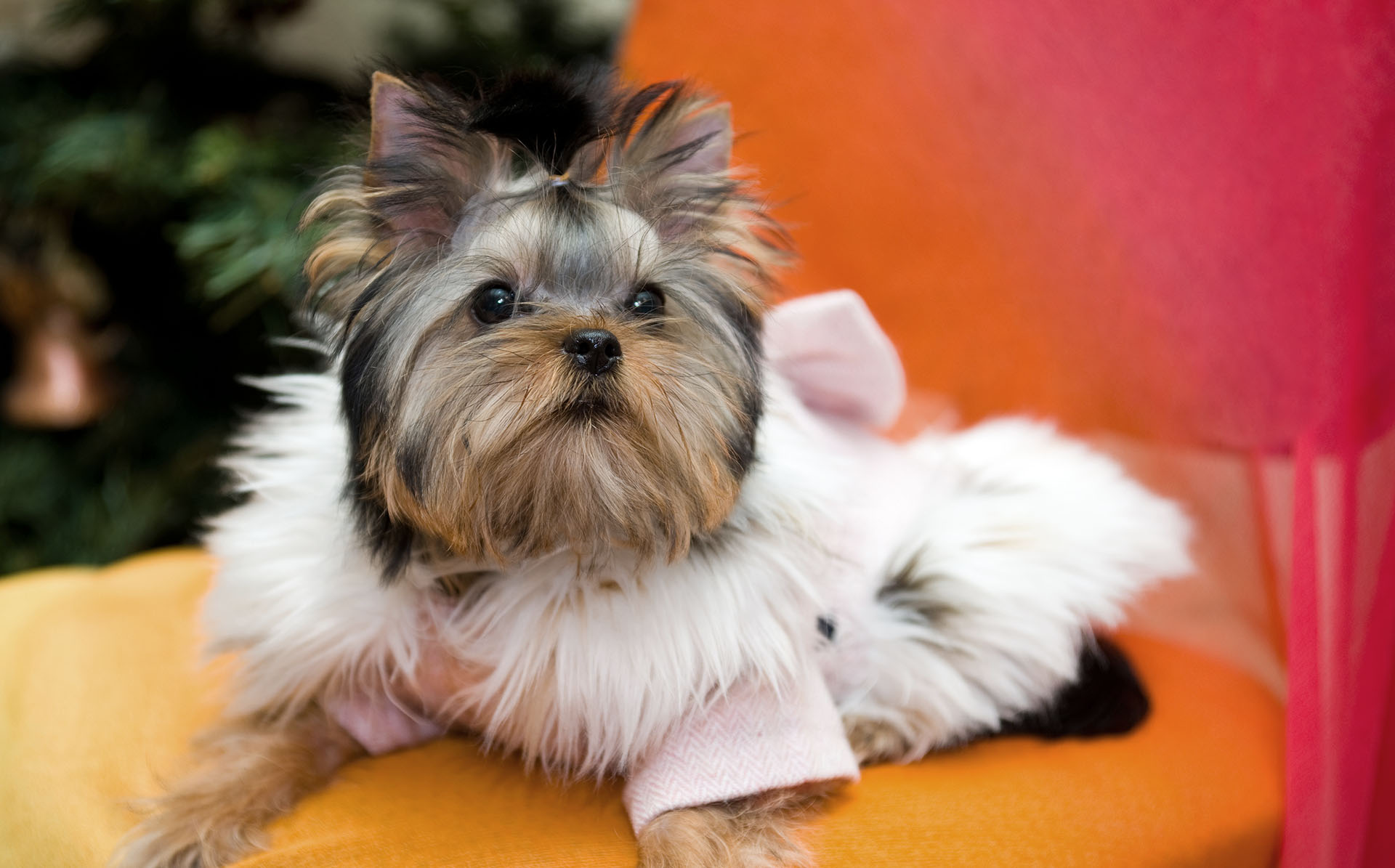 Ropa para perros